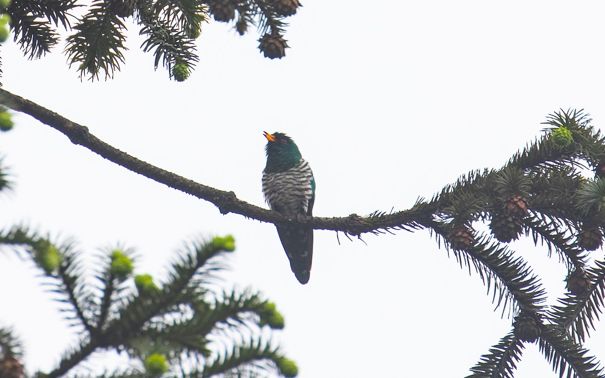Asian Emerald Cuckoo - ML161583281