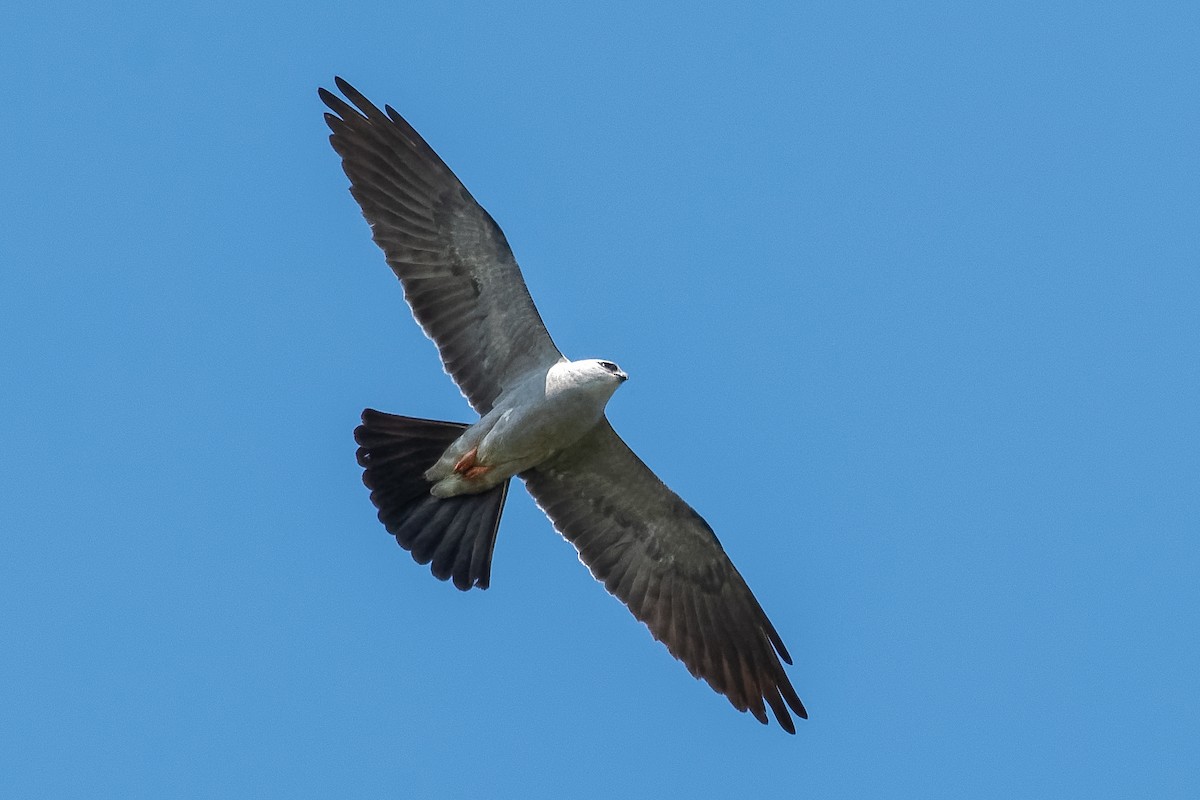 Mississippi Kite - ML161583341