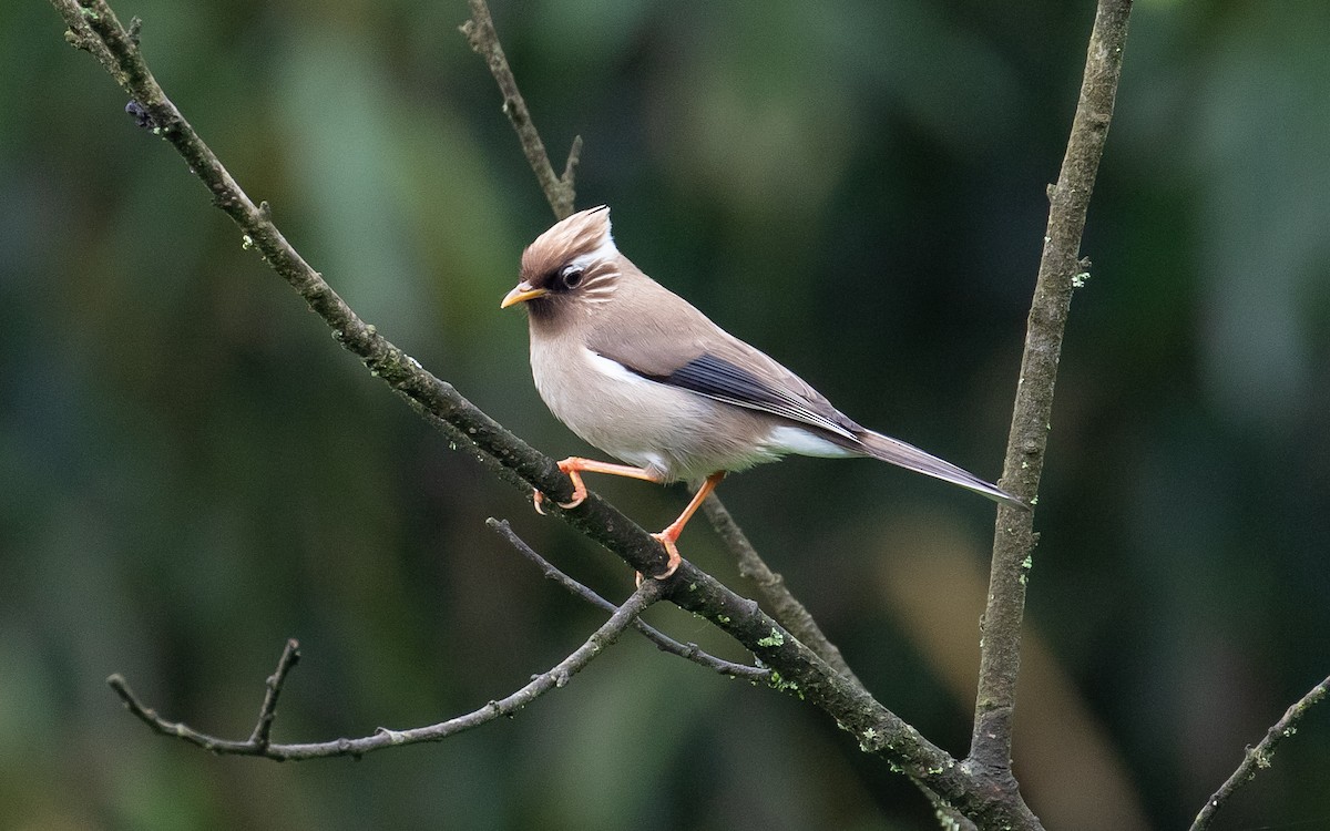 White-collared Yuhina - James Kennerley