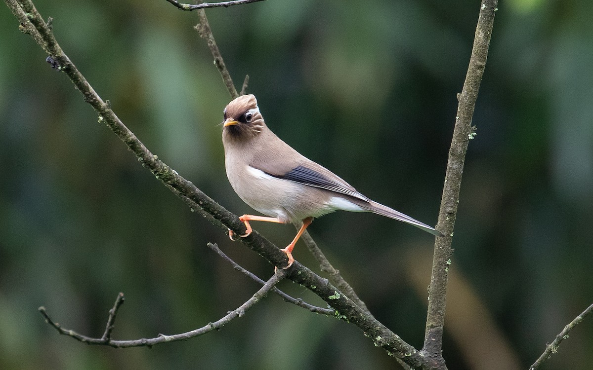 White-collared Yuhina - ML161583591