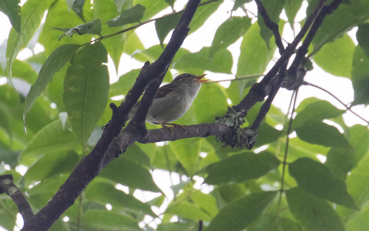 Blyth's Leaf Warbler - ML161583601