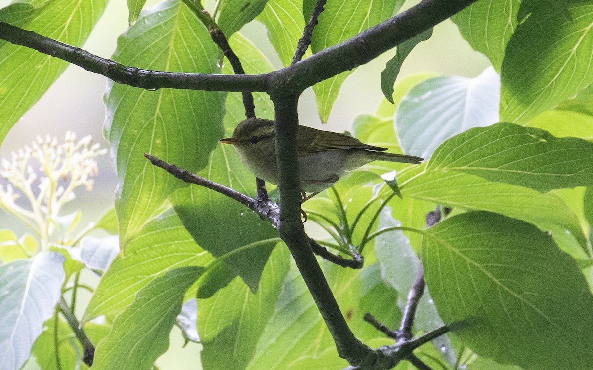 Blyth's Leaf Warbler - ML161583631