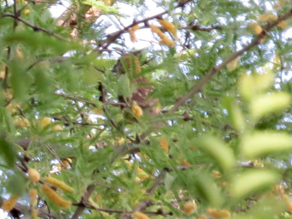 Yellow Grosbeak - Bill Lisowsky