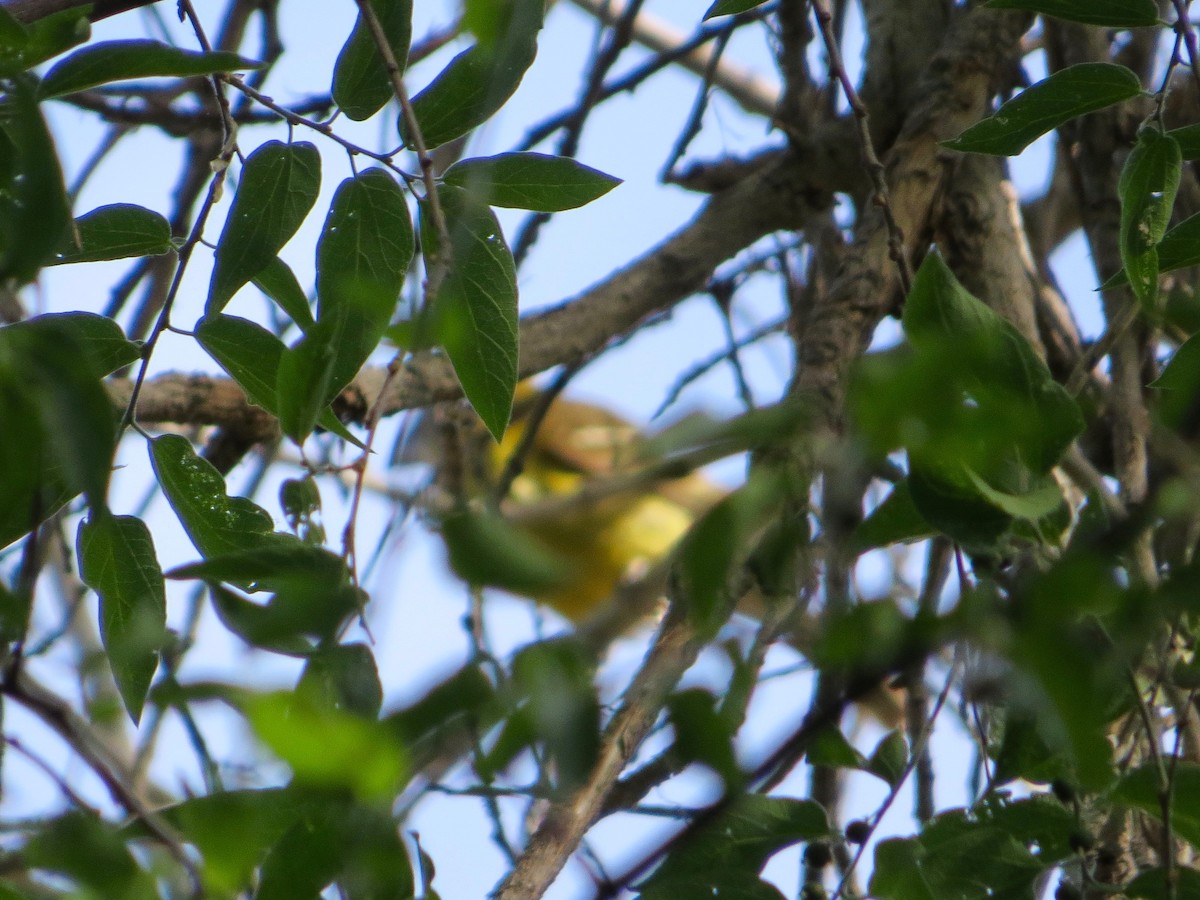 Cardinal jaune - ML161583761