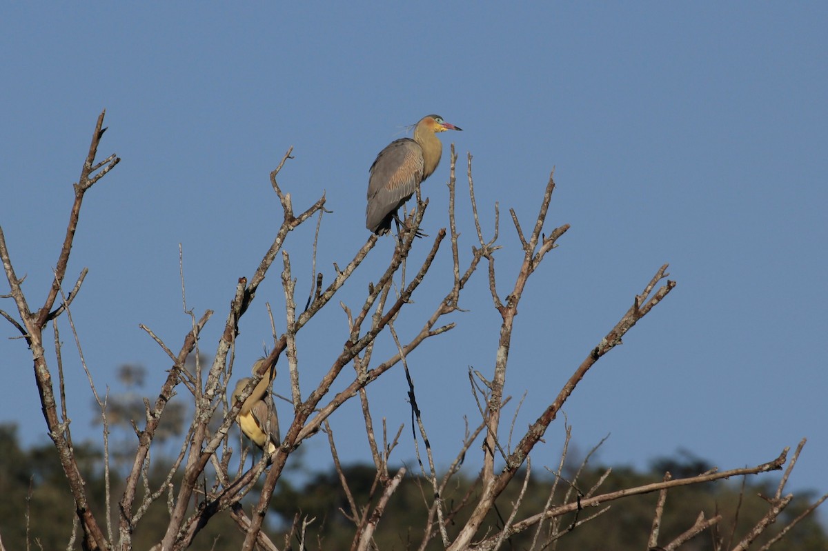 Whistling Heron - ML161585151