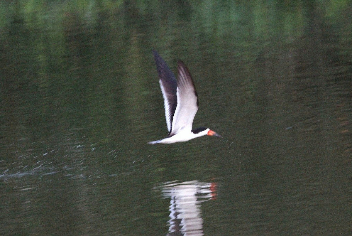 Black Skimmer - ML161586181