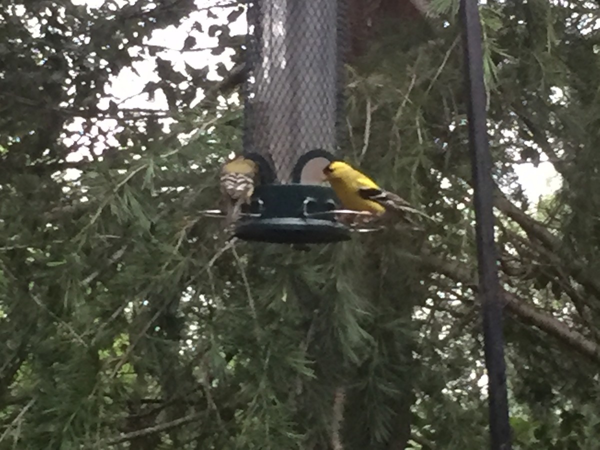 American Goldfinch - ML161586291