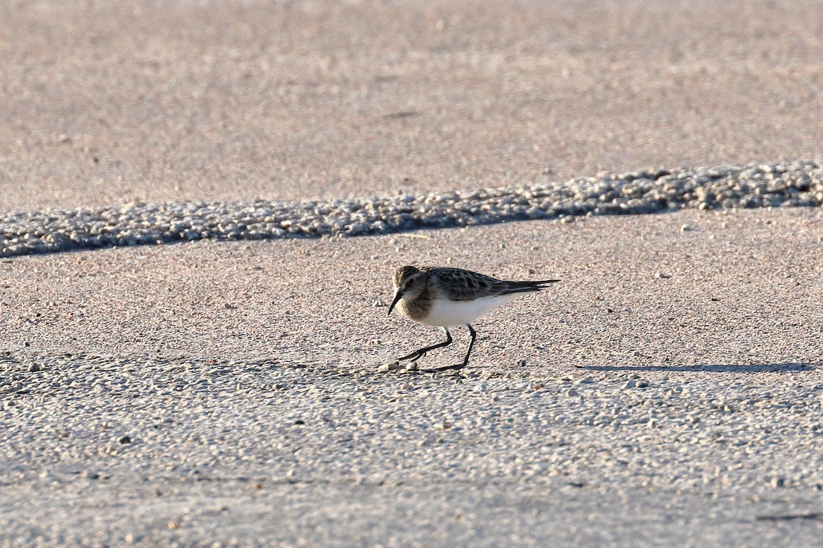 Baird's Sandpiper - ML161587211