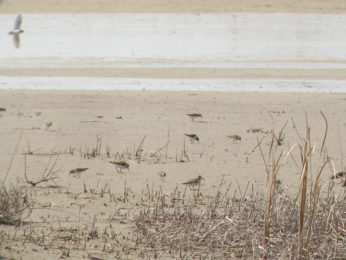 Semipalmated Sandpiper - Brett Sandercock