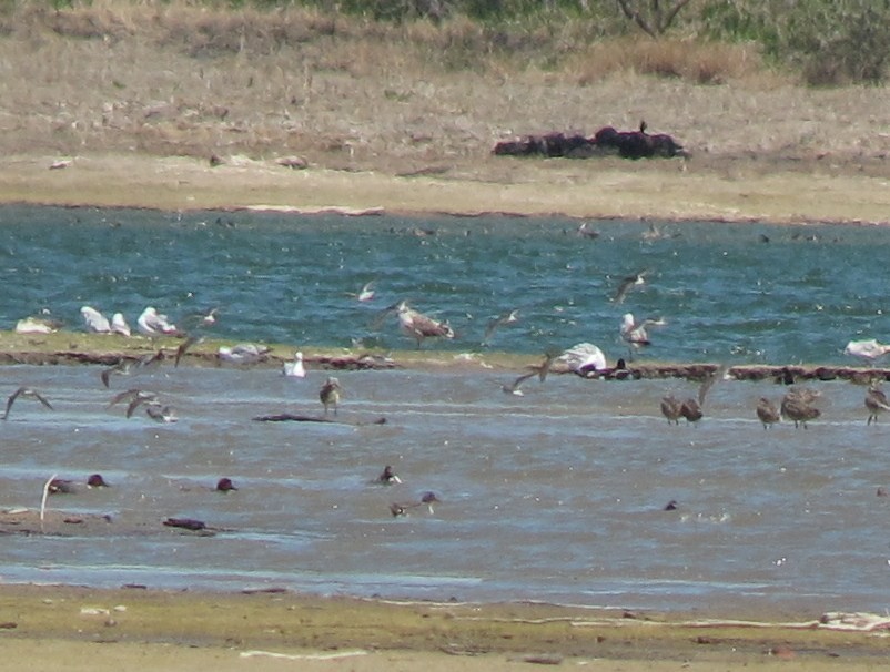 Lesser Black-backed Gull - Brett Sandercock