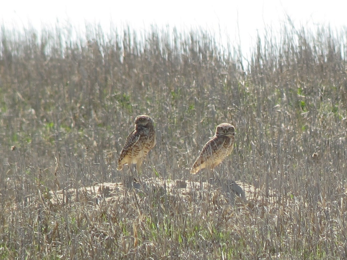 Burrowing Owl - ML161588041