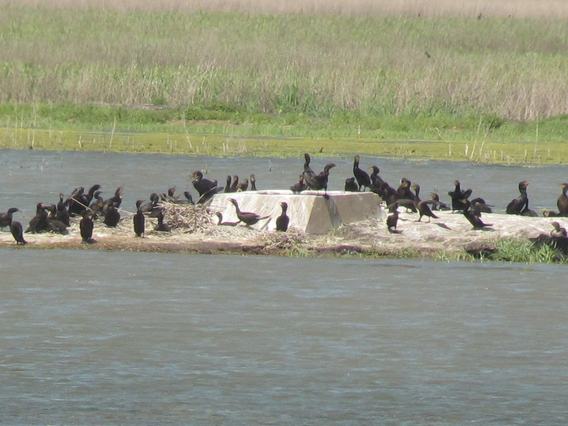 Neotropic Cormorant - ML161588531