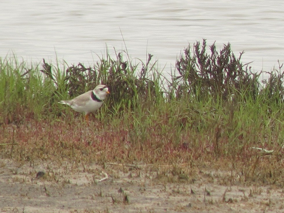 Piping Plover - Brett Sandercock