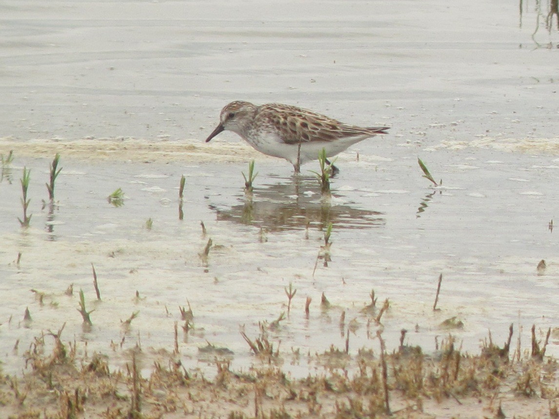 Semipalmated Sandpiper - ML161589151