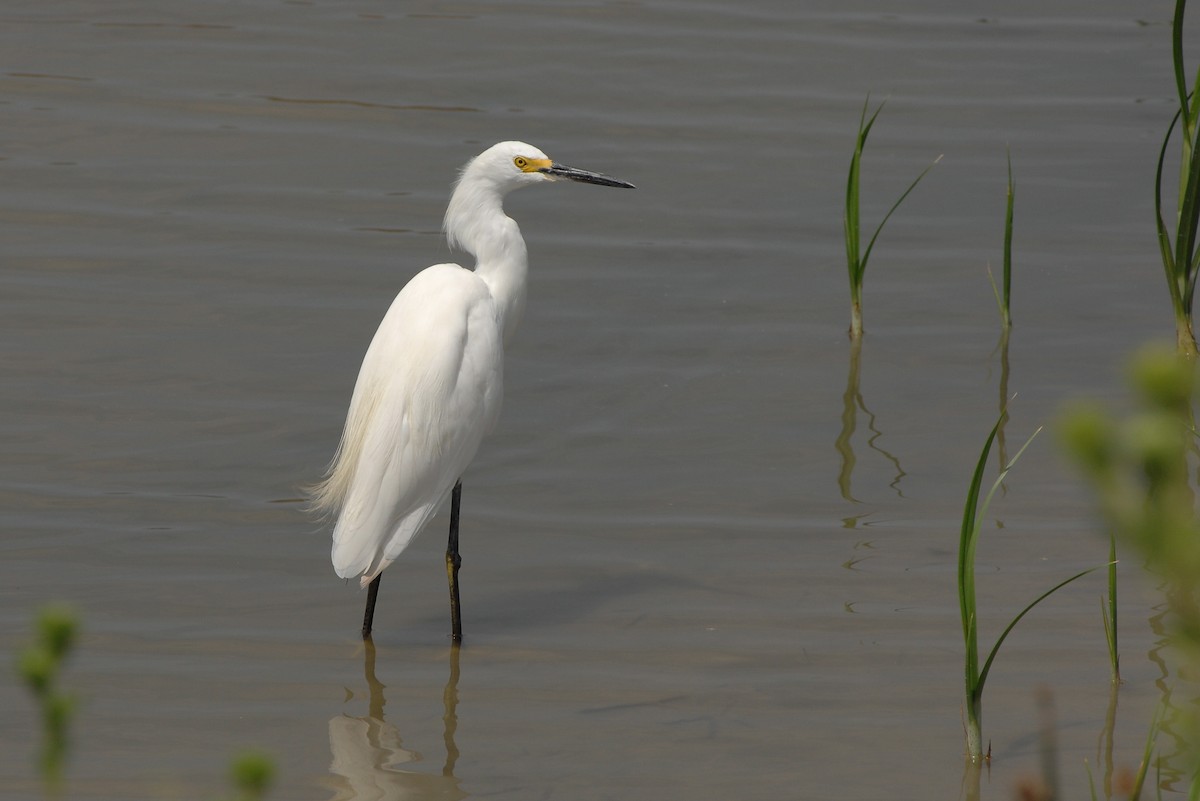 Snowy Egret - Brett Sandercock