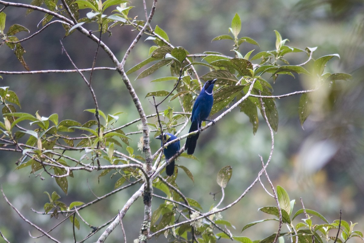 White-collared Jay - ML161590381