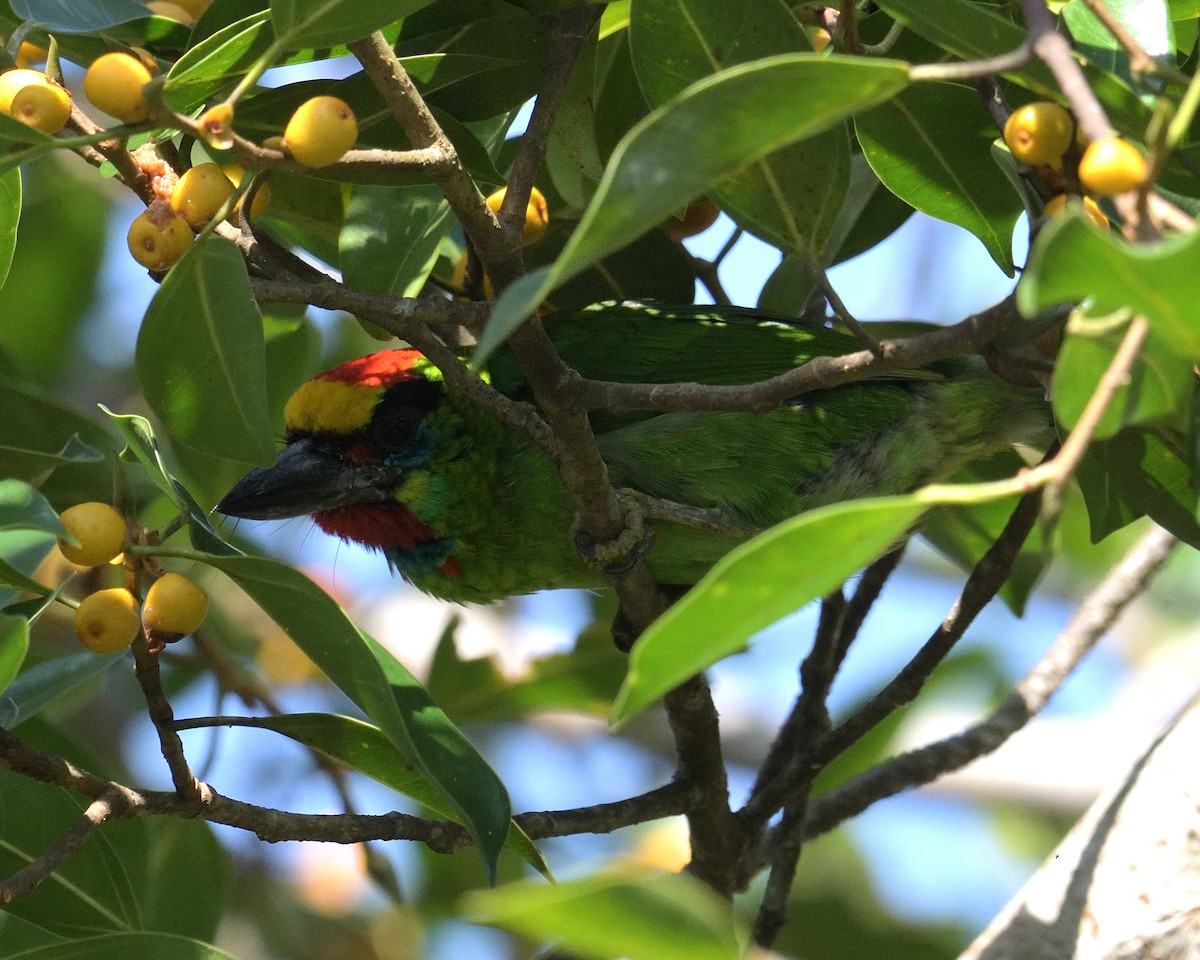 Red-throated Barbet - ML161591531