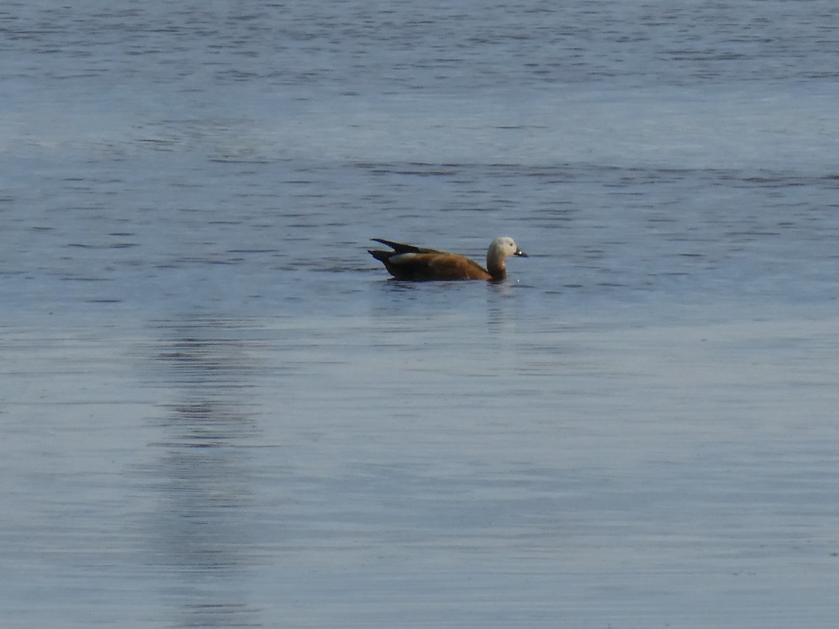 Ruddy Shelduck - ML161595171