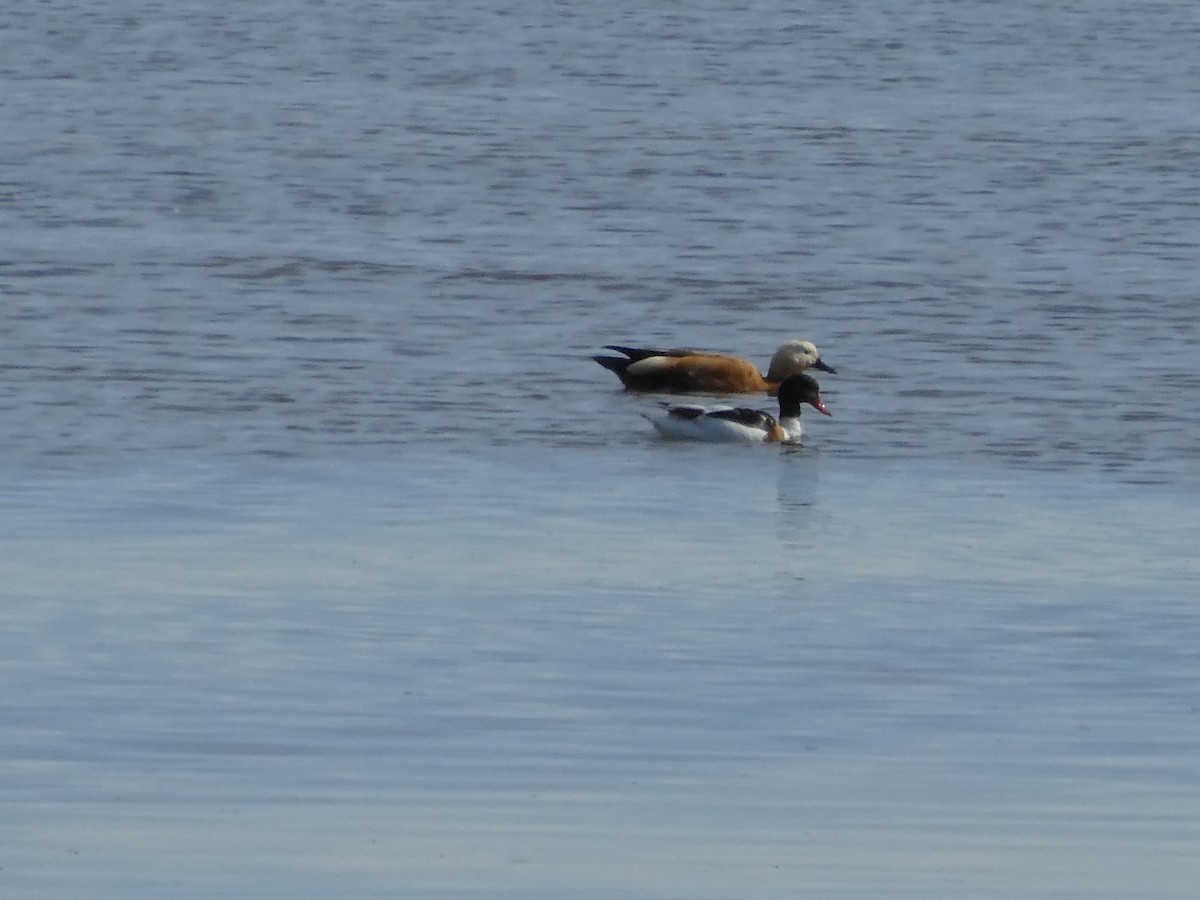 Ruddy Shelduck - ML161595191