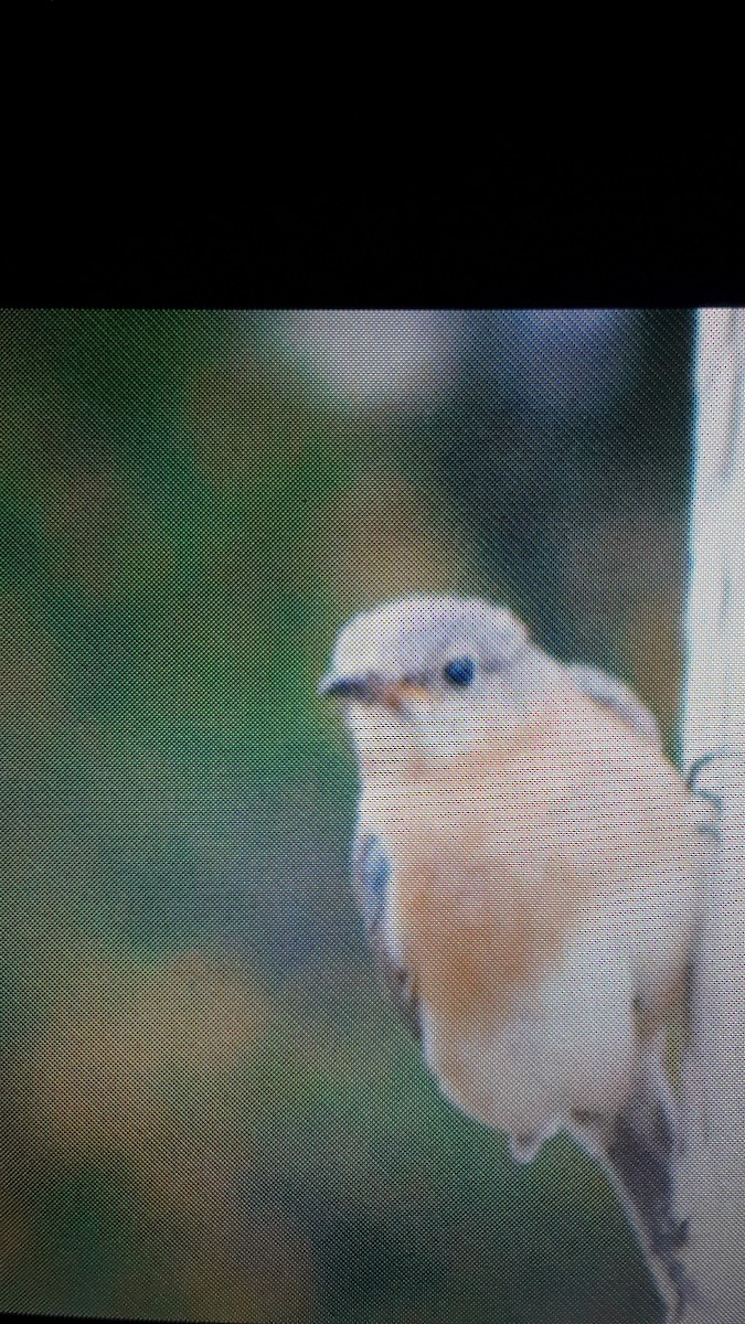 Eastern Bluebird - ML161595961