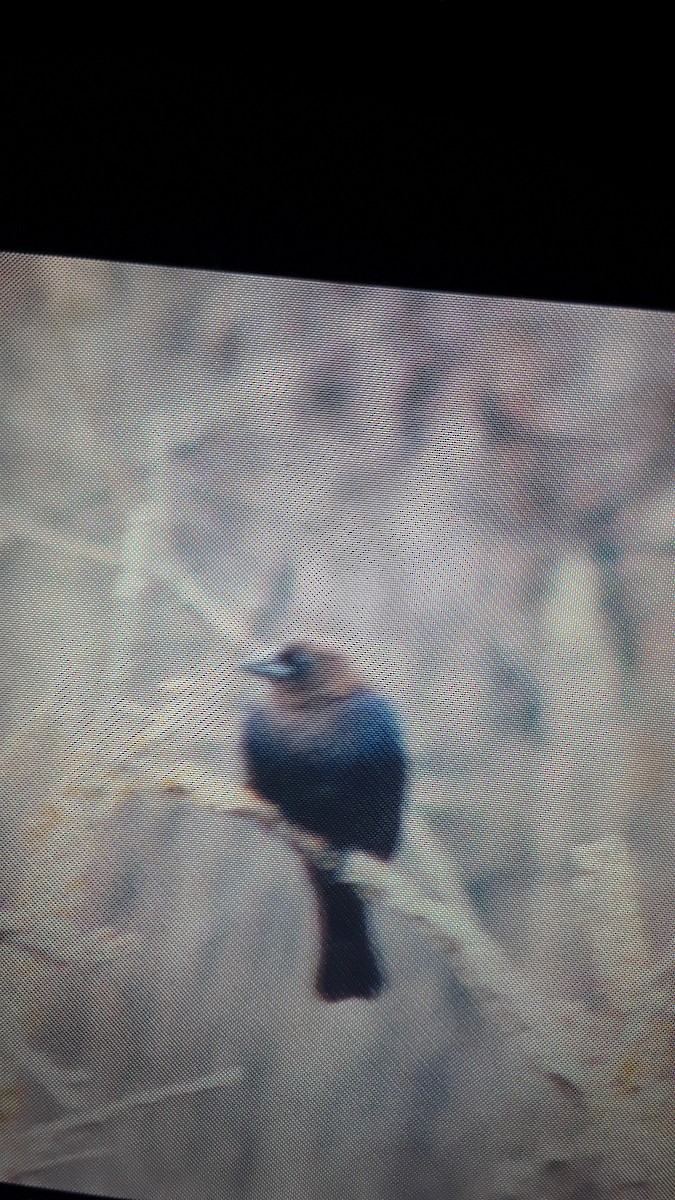 Brown-headed Cowbird - ML161596001