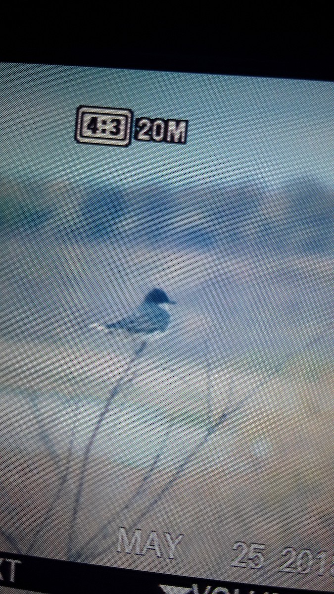 Eastern Kingbird - ML161596221