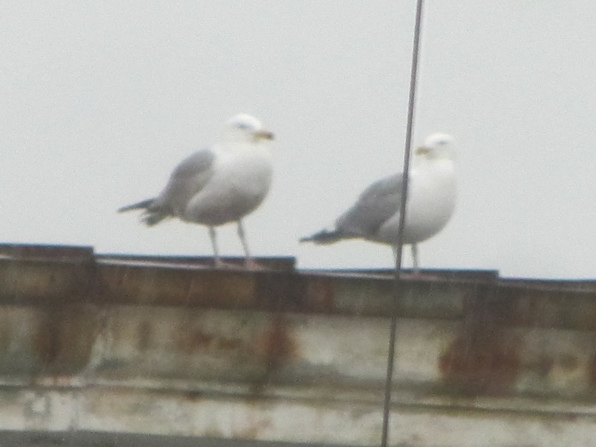 Gaviota (Larus) sp. - ML161596311