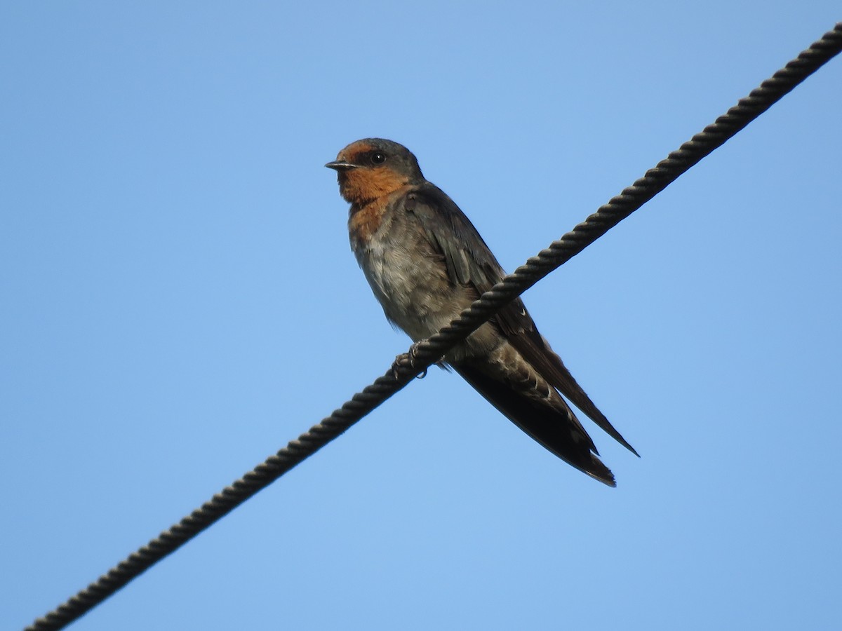 Hill Swallow - ML161596991