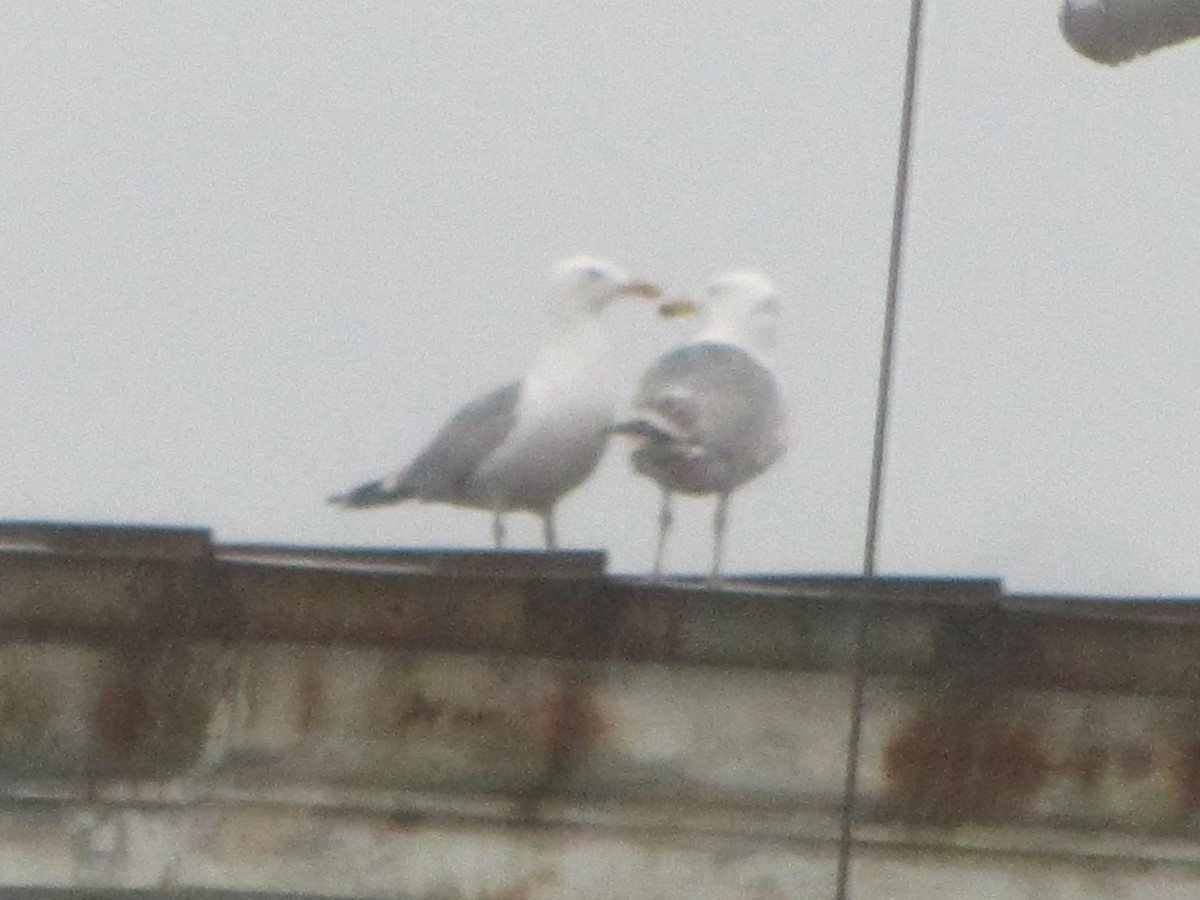 goéland sp. (Larus sp.) - ML161597401