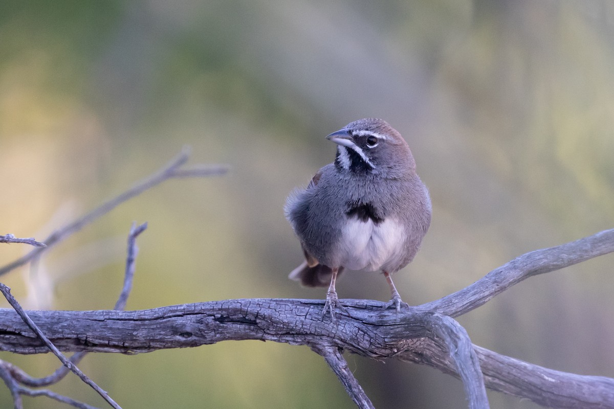 Five-striped Sparrow - ML161598281