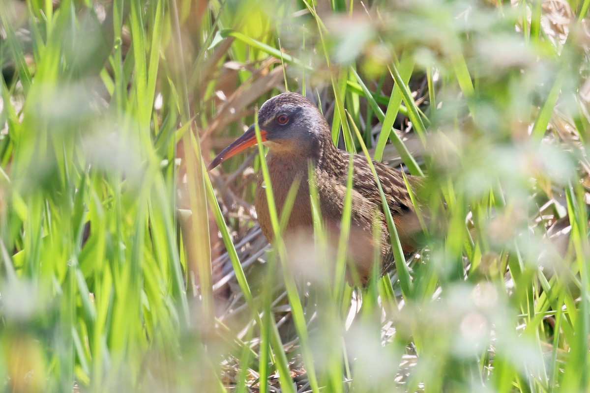 Virginia Rail - Dick Dionne