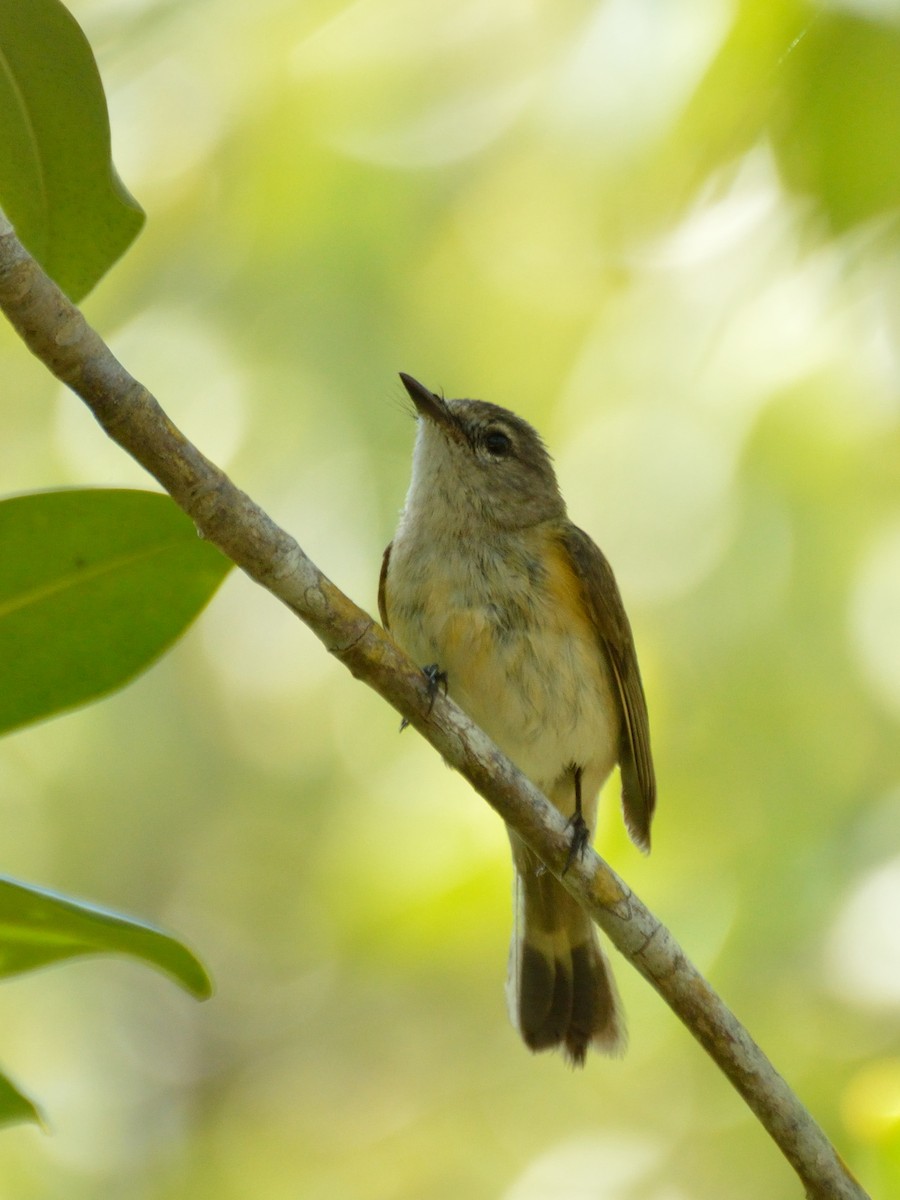 Paruline flamboyante - ML161599151