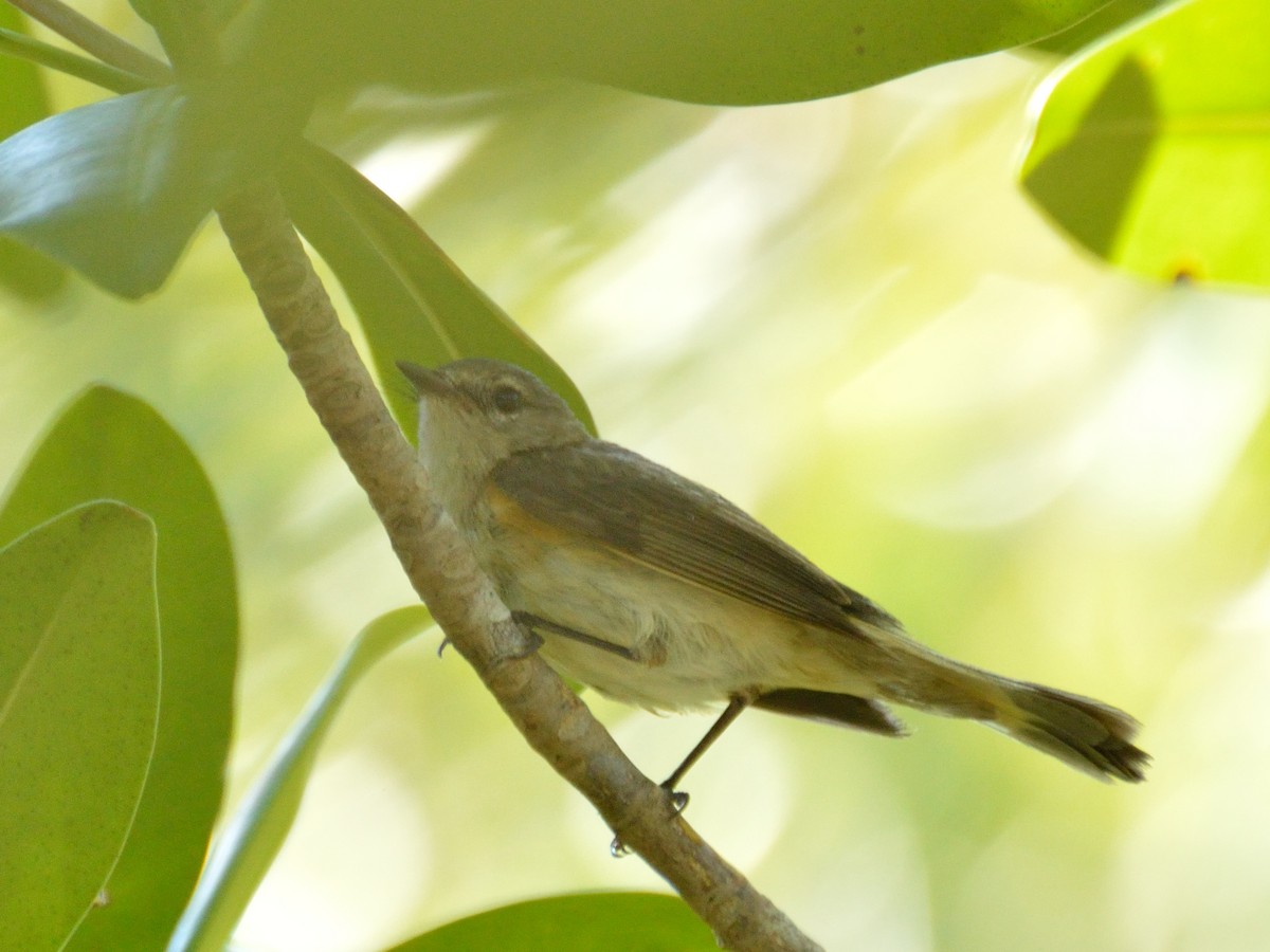 Paruline flamboyante - ML161599431