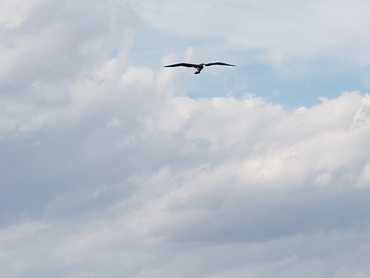 Brown Booby - ML161599611