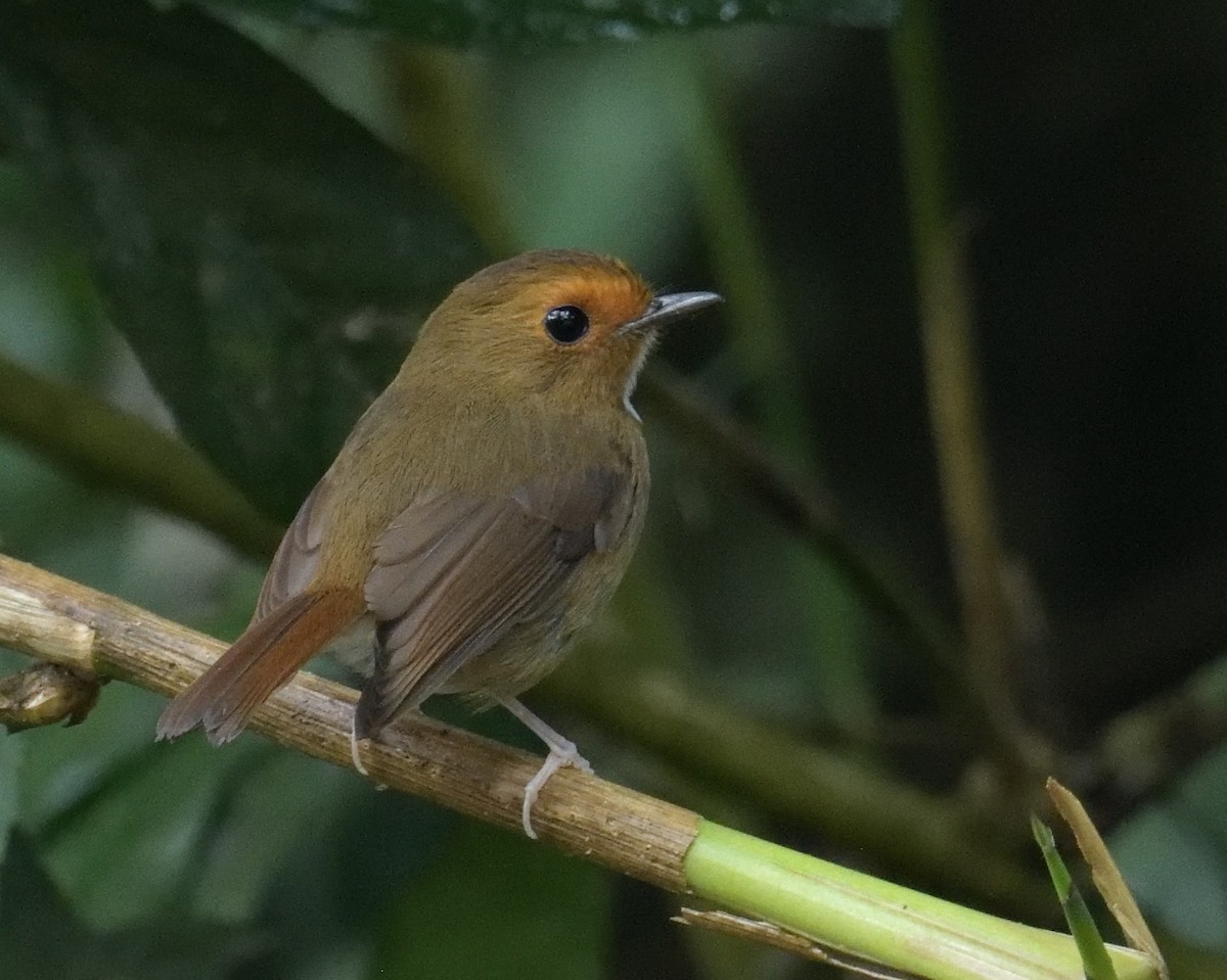 Rufous-browed Flycatcher - ML161600511