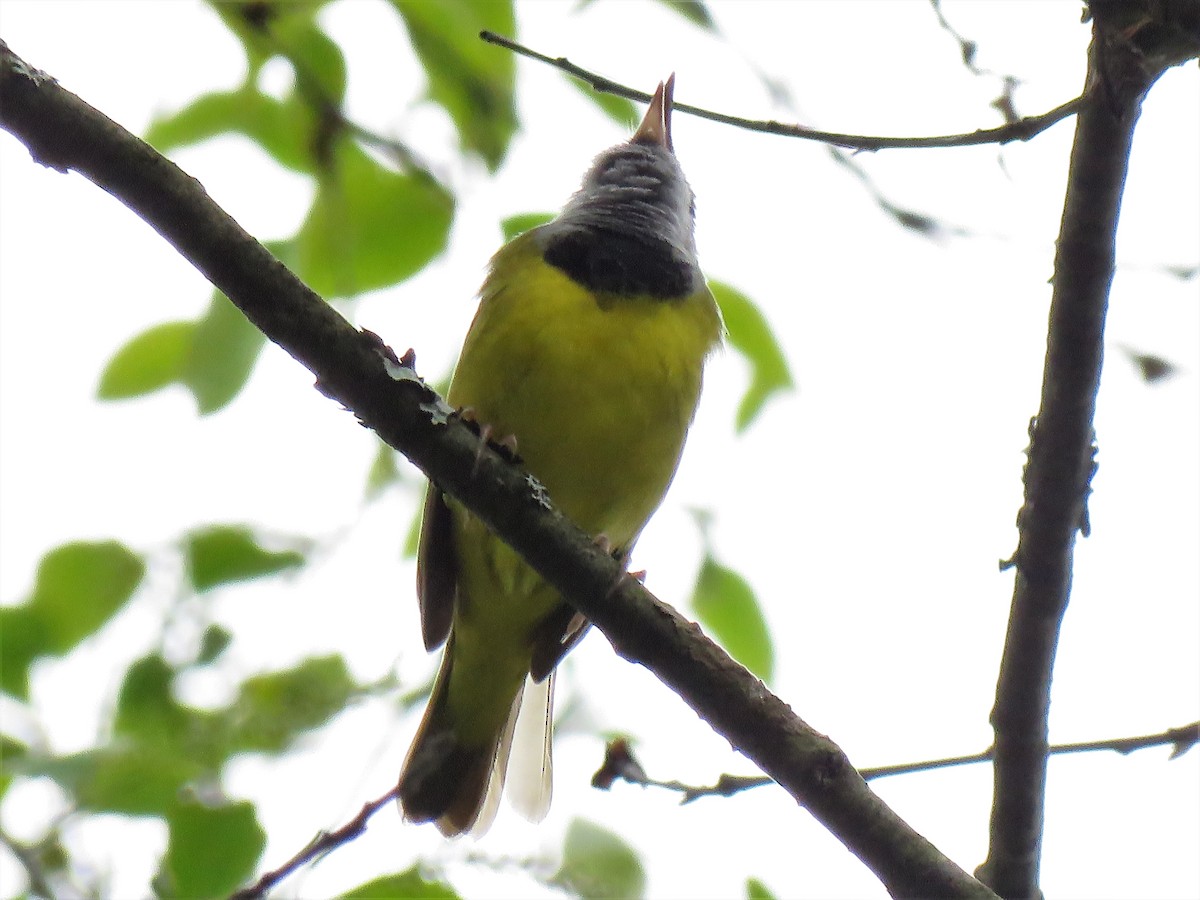 Mourning Warbler - David and Regan Goodyear