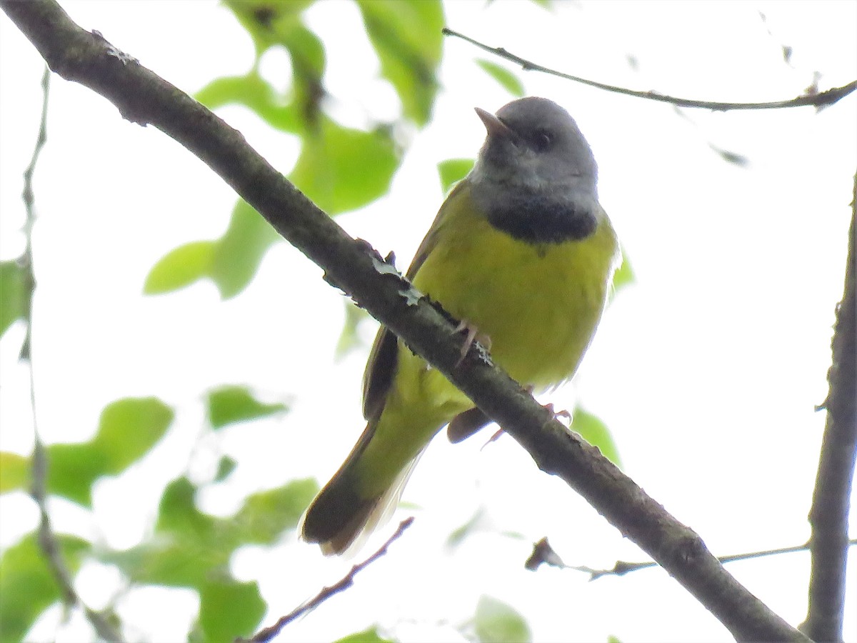 Mourning Warbler - ML161603291