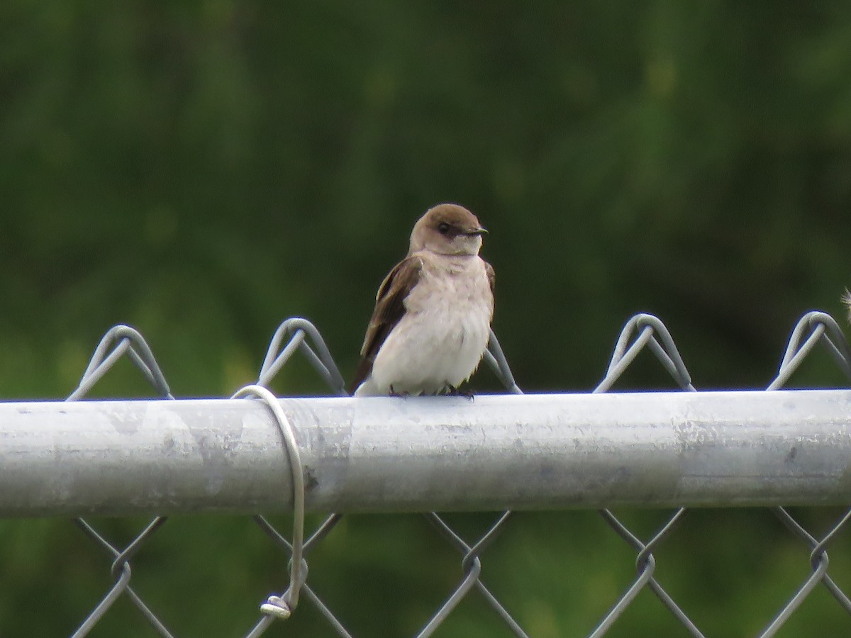 Northern Rough-winged Swallow - David and Regan Goodyear