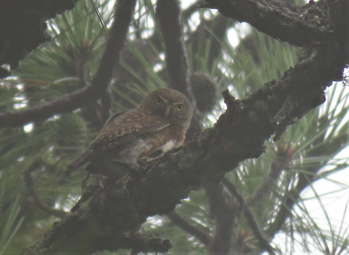 Northern Pygmy-Owl (Guatemalan) - ML161605921