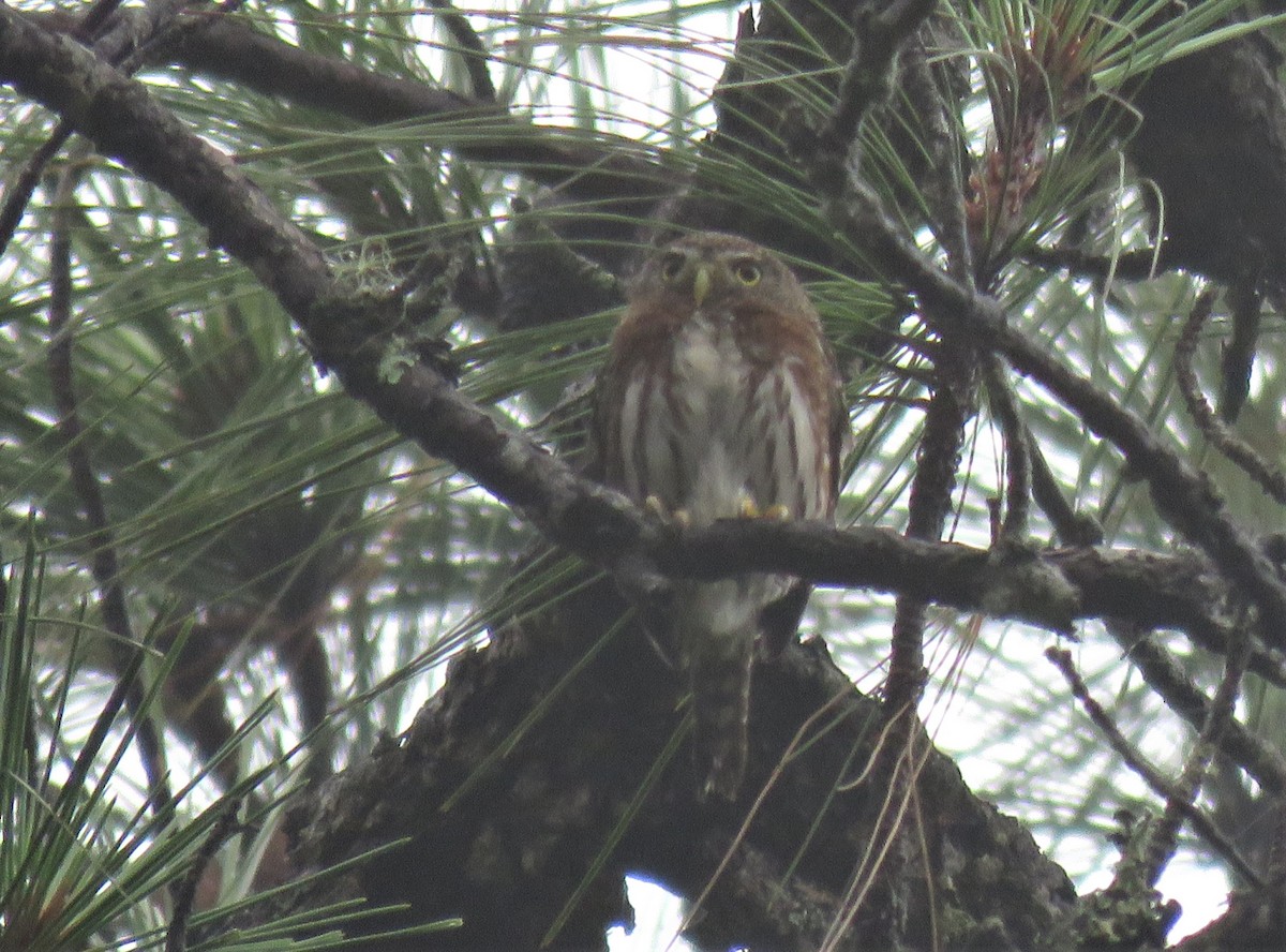 Northern Pygmy-Owl (Guatemalan) - ML161605941