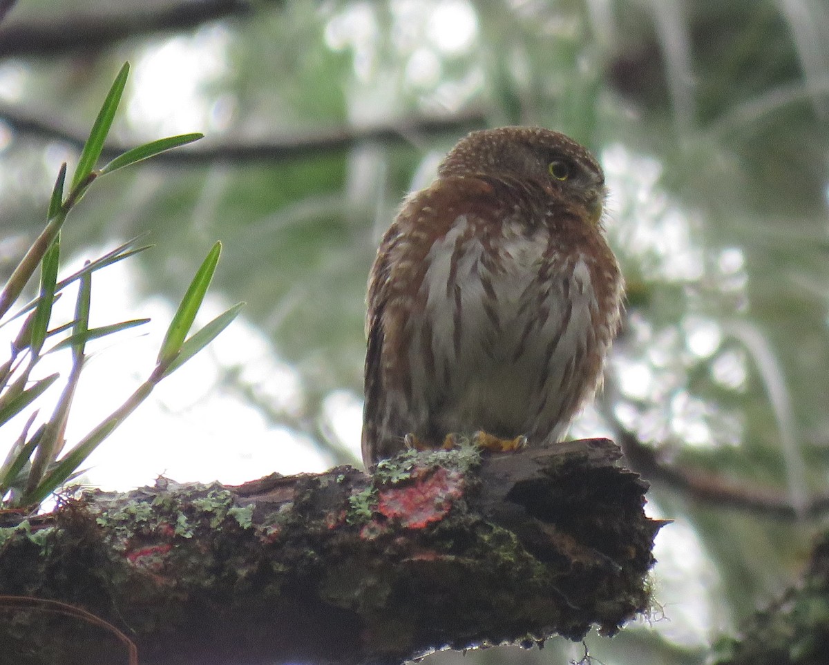 Northern Pygmy-Owl (Guatemalan) - ML161605951