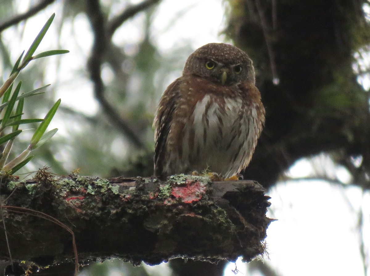 Northern Pygmy-Owl (Guatemalan) - ML161605981