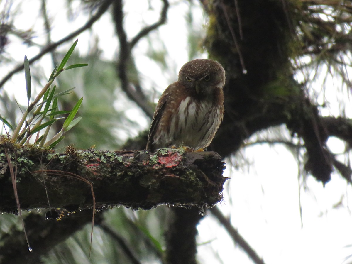 Northern Pygmy-Owl (Guatemalan) - ML161606071