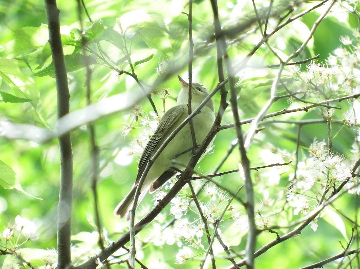 Warbling Vireo - Chris Rurik