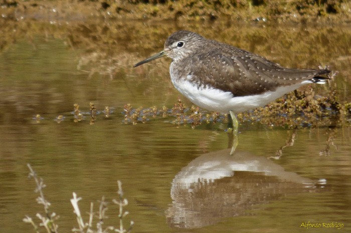 Green Sandpiper - Alfonso Rodrigo