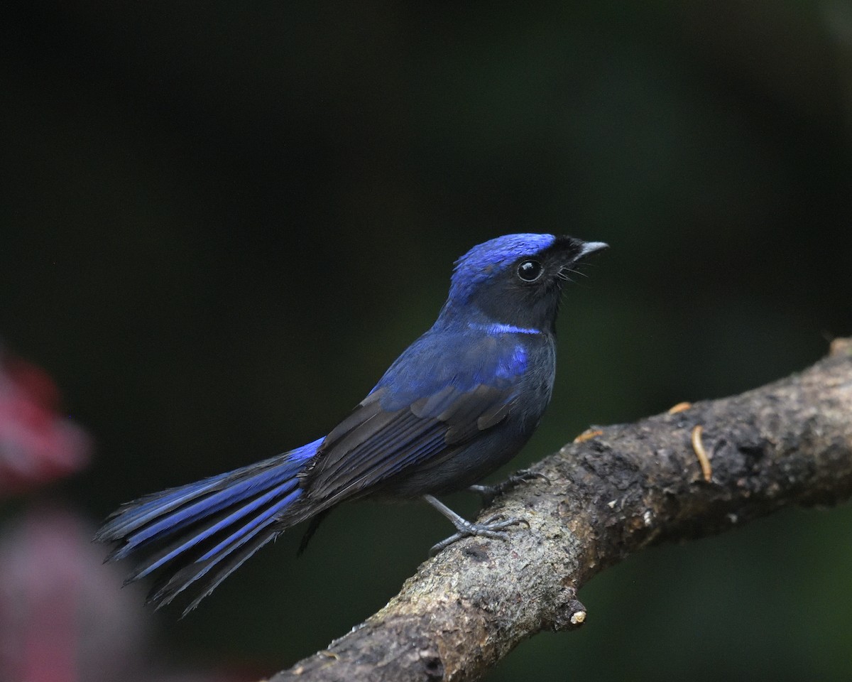 Large Niltava - Mallika Rajasekaran