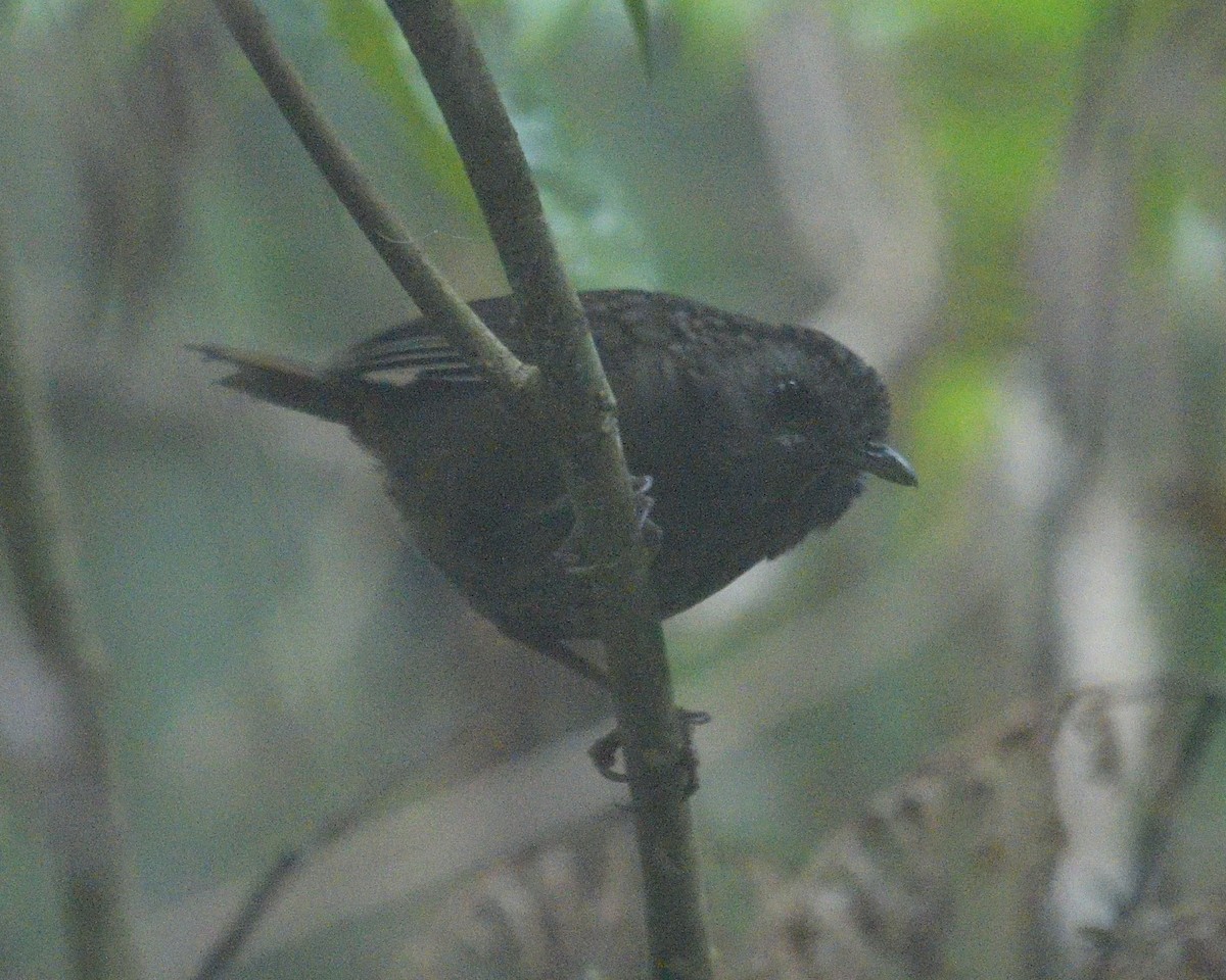 Streaked Wren-Babbler - ML161609921