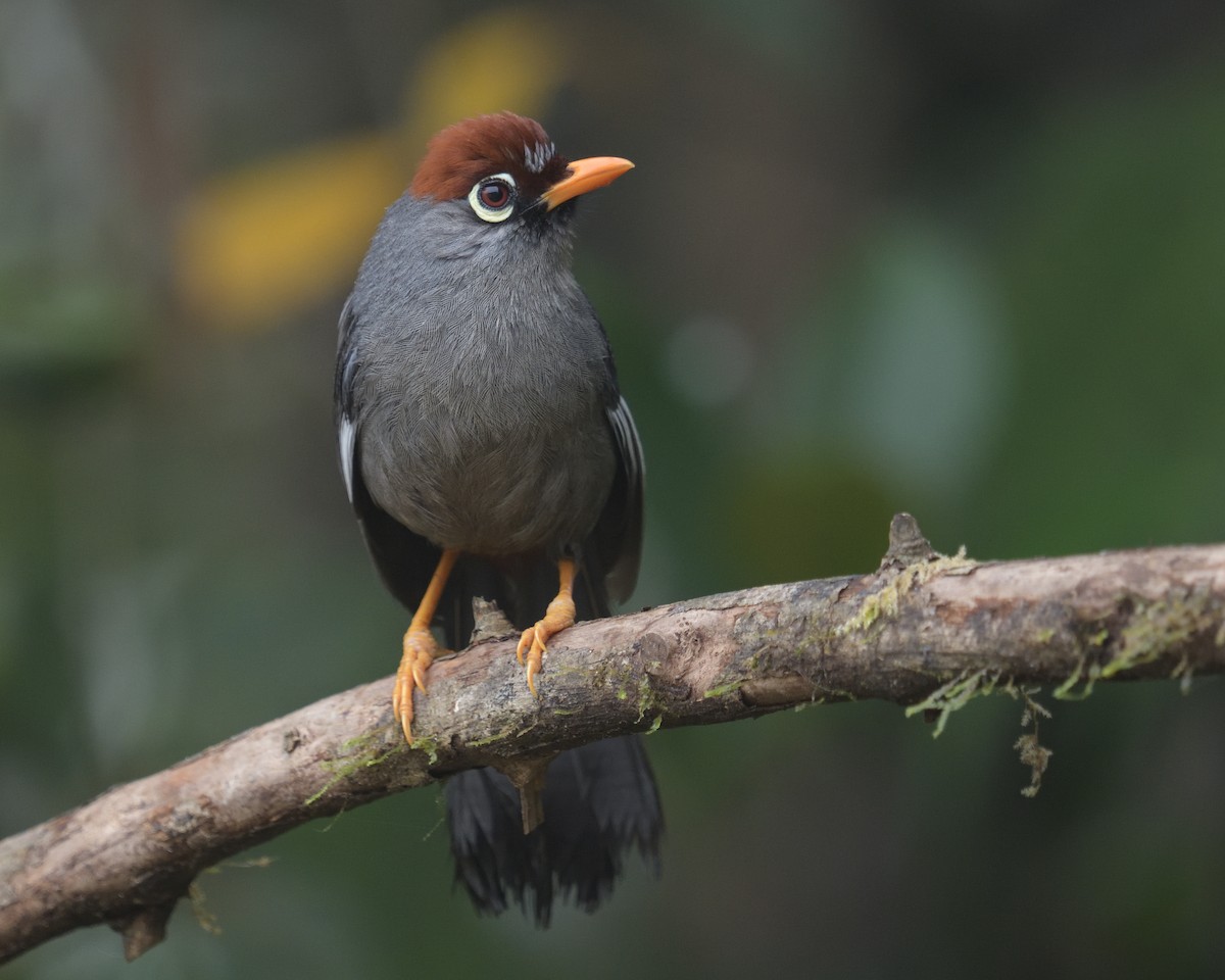 Chestnut-capped Laughingthrush - ML161609931