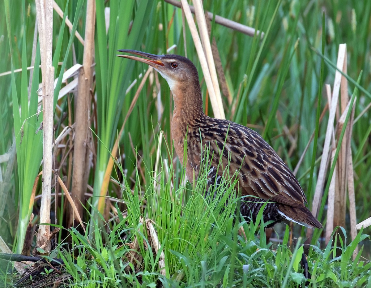 King Rail - Mark R Johnson