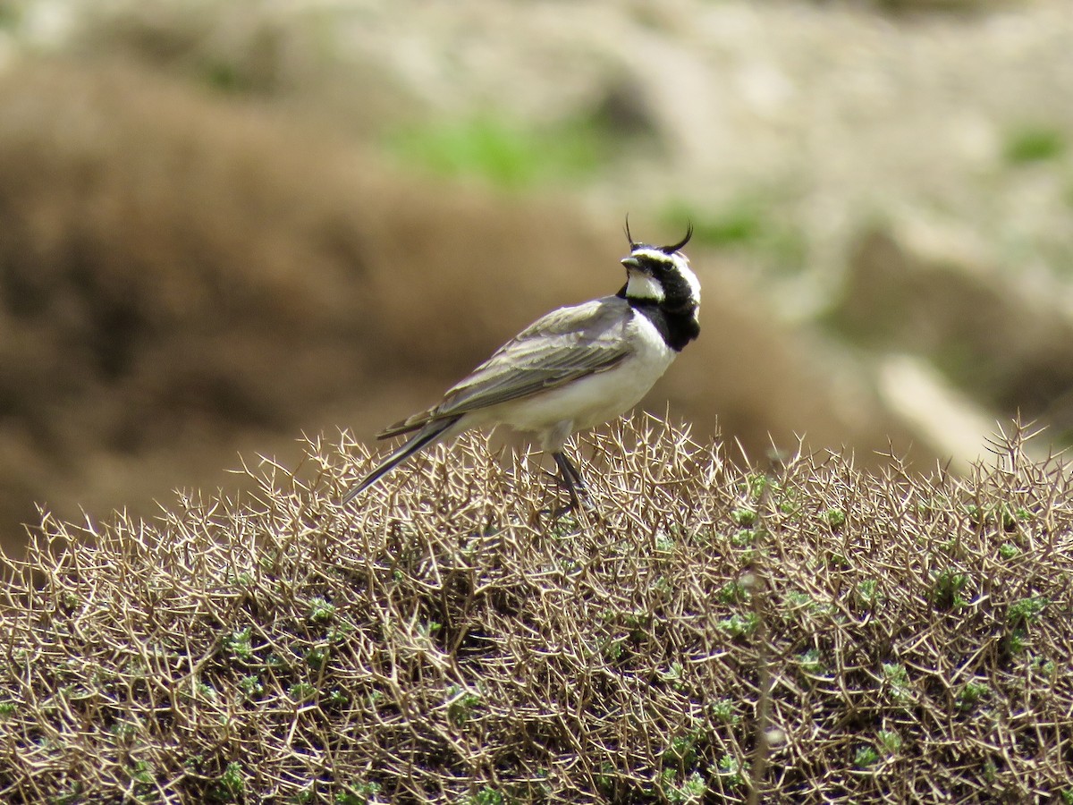 Horned Lark - ML161611061